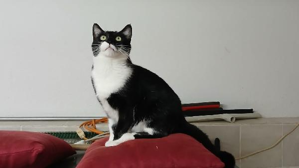 KARIN: DOLCISSIMA MICIA DI 2 ANNI IN GATTILE  Foto 2